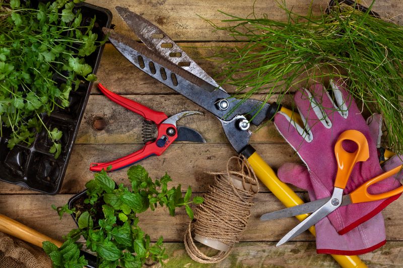 Scissors, Plant, Herbs, Garden, Nature, Outdoors, Blade, Weapon.