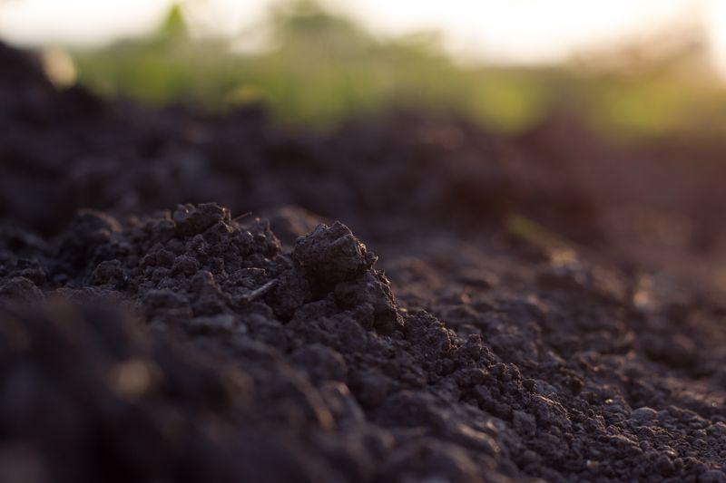 A picture of soil outdoors.