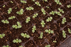 An image of soil, leaves, plants, garden, and nature.