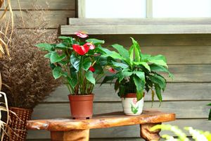 A flower arrangement with potted plants and a leaf.