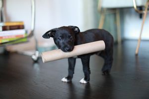 An image of a wooden hardwood plywood stack with a dog.