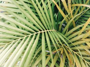 A palm tree leaf in nature.
