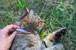A person's hand touching grass with a cat nearby.