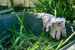 An image of clothing, gloves, garden, nature, outdoors, grass, plant, gardening, bear